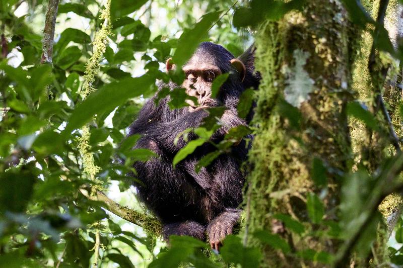 Chimpanzee in a tree surrounded by branches, Kibale National Park, Uganda