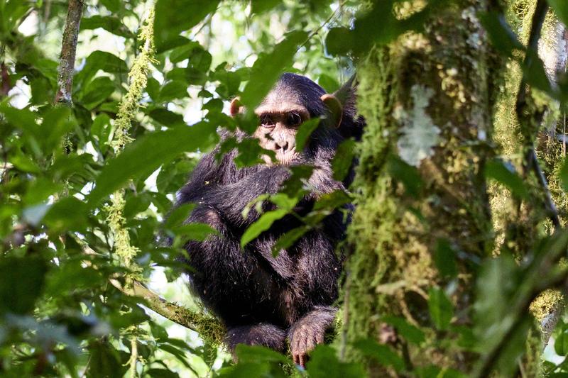 Chimpanzee in a tree surrounded by branches, Kibale National Park, Uganda