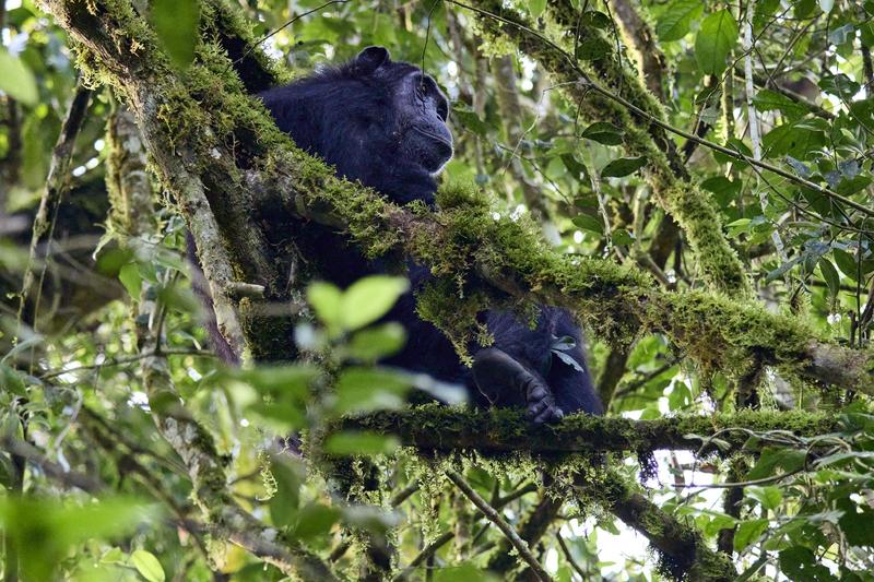 Chimpanzee in a tree surrounded by branches, Kibale National Park, Uganda