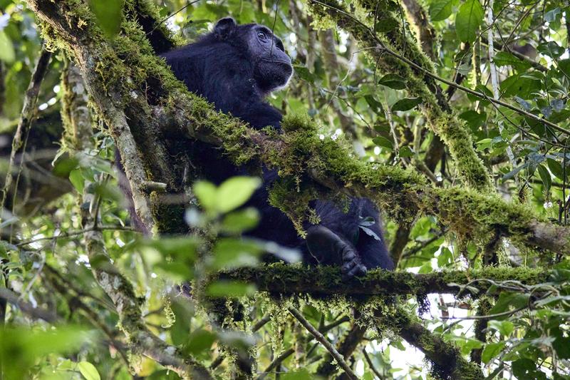 Chimpanzee in a tree surrounded by branches, Kibale National Park, Uganda