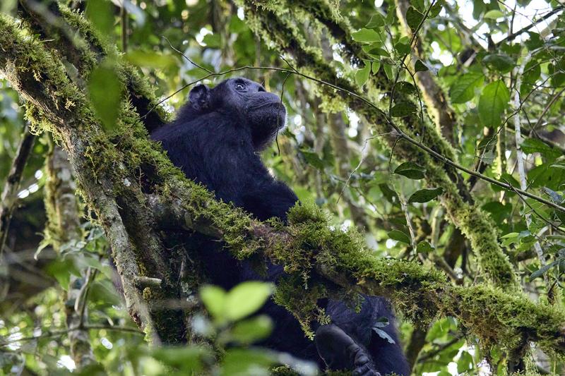 Chimpanzee in a tree surrounded by branches, Kibale National Park, Uganda