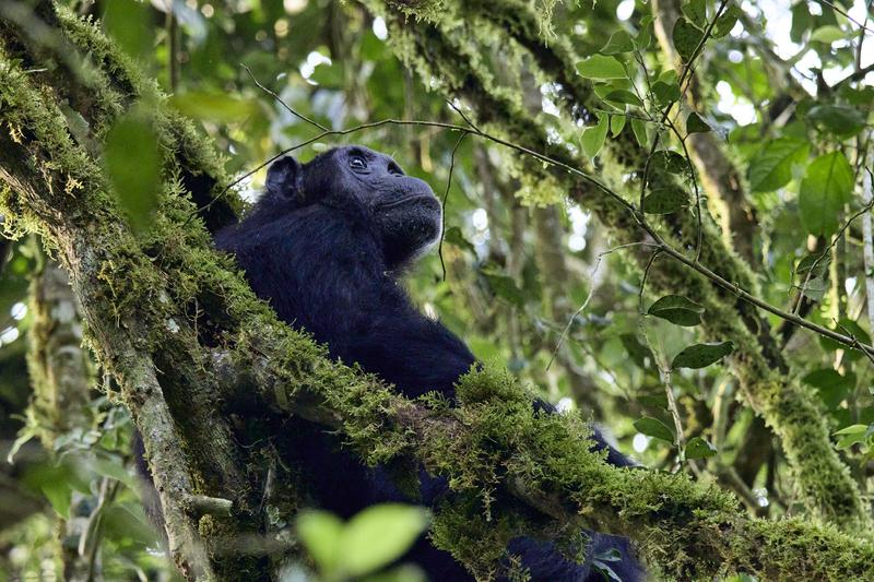 Chimpanzee in a tree surrounded by branches, Kibale National Park, Uganda