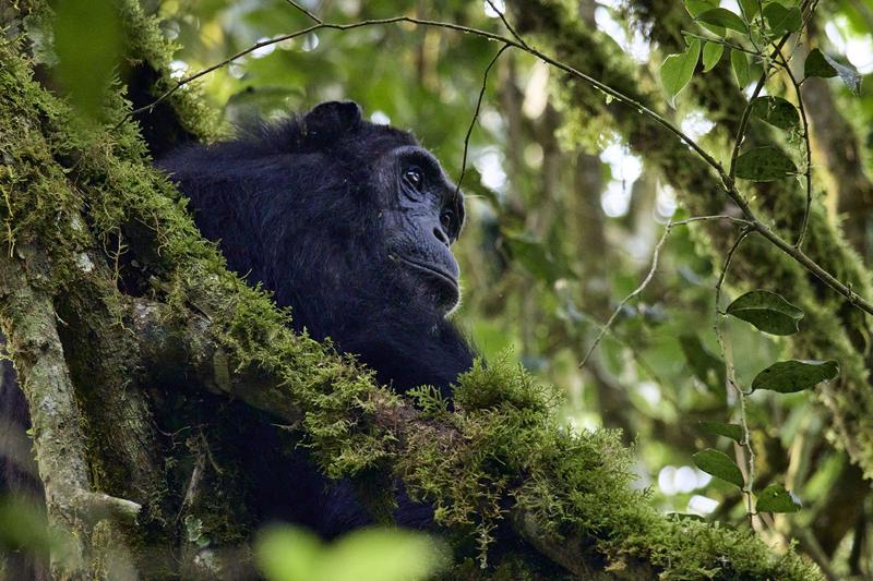 Chimpanzee in a tree surrounded by branches, Kibale National Park, Uganda