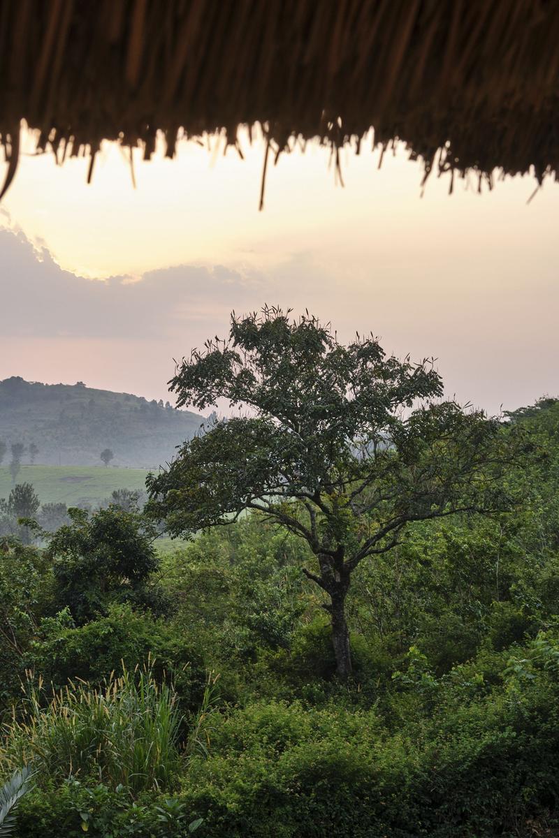 Landscape view from our grass-topped hut at Chimpanzee Lodge, Uganda