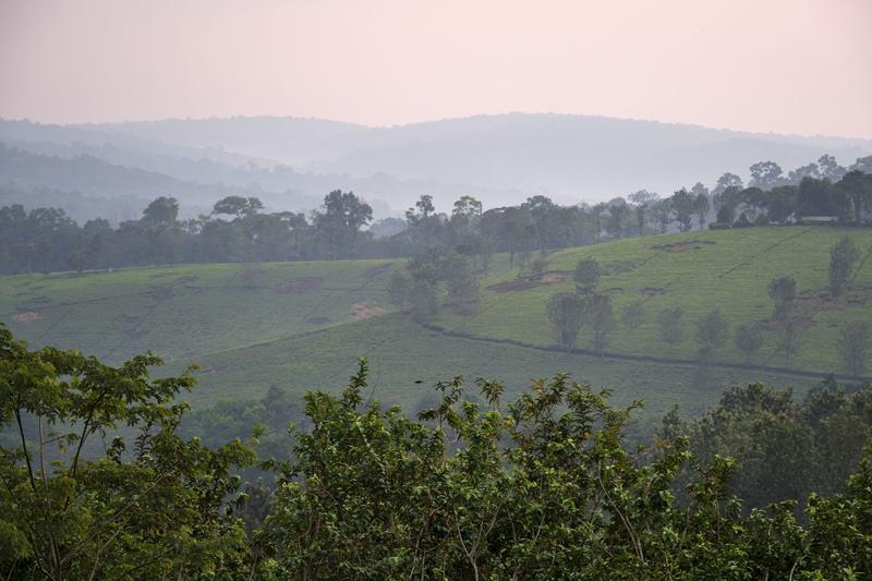 Landscape view from our grass-topped hut at Chimpanzee Lodge, Uganda