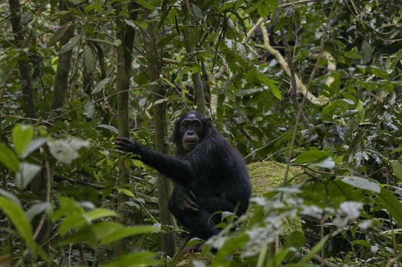 Chimpanzee in a tree surrounded by branches, Kibale National Park, Uganda