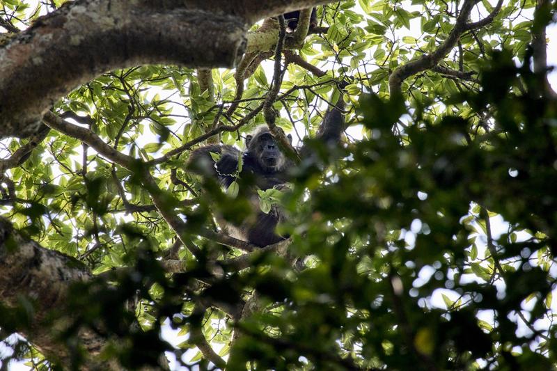 Chimpanzee in a tree surrounded by branches, Kibale National Park, Uganda