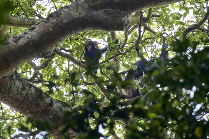 Baby chimpanzee in a tree surrounded by branches, Kibale National Park, Uganda