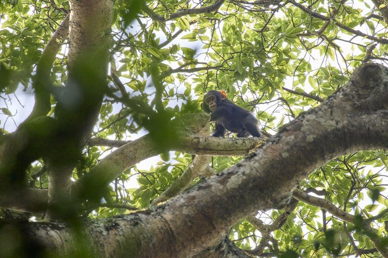 Baby chimpanzee in a tree surrounded by branches, Kibale National Park, Uganda