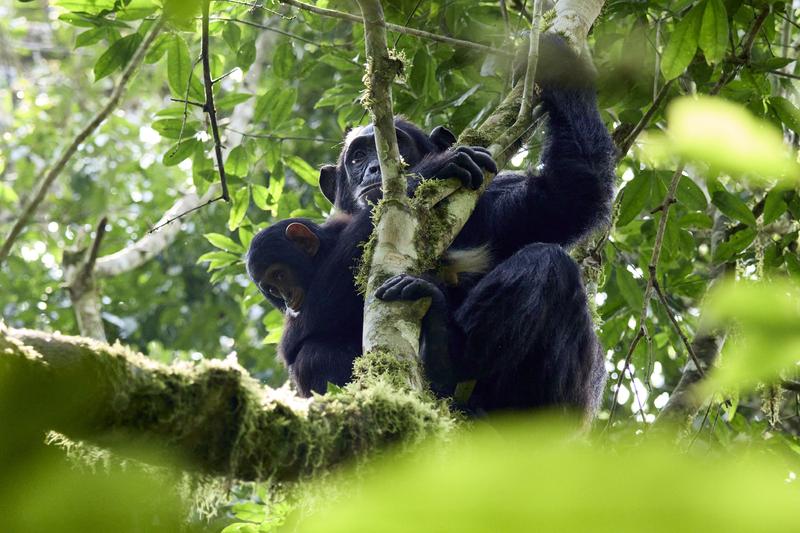 Baby chimpanzee with its mama in a tree surrounded by branches, Kibale National Park, Uganda