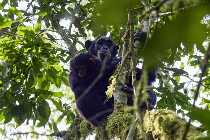 Baby chimpanzee with its mama in a tree surrounded by branches, Kibale National Park, Uganda