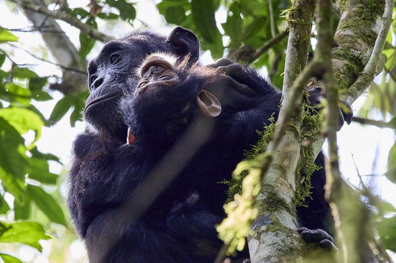 Baby chimpanzee with its mama in a tree surrounded by branches, Kibale National Park, Uganda