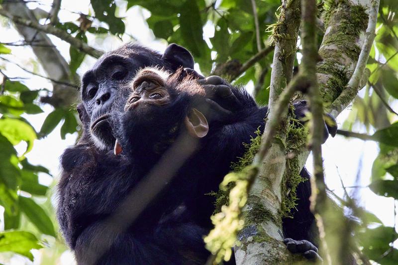 Baby chimpanzee with its mama in a tree surrounded by branches, Kibale National Park, Uganda