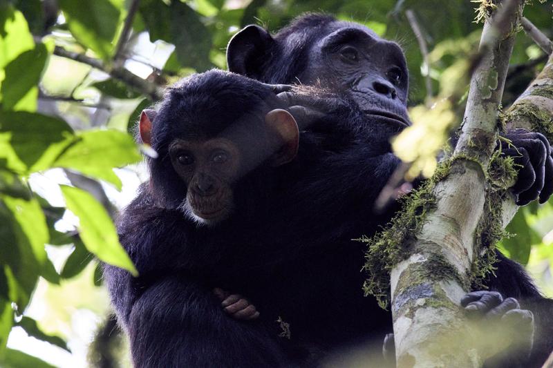 Baby chimpanzee with its mama in a tree surrounded by branches, Kibale National Park, Uganda