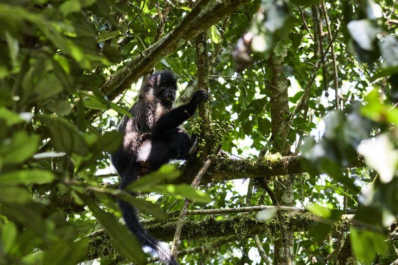 Chimpanzee in a tree surrounded by branches, Kibale National Park, Uganda