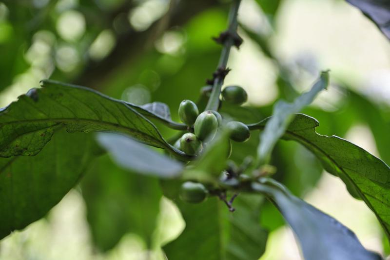 Coffee beans on a coffee tree, Uganda