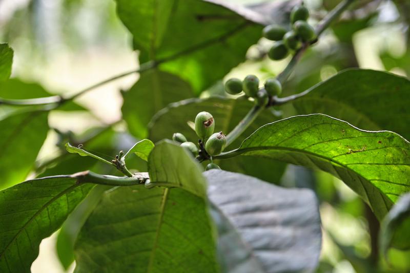 Coffee beans on a coffee tree, Uganda