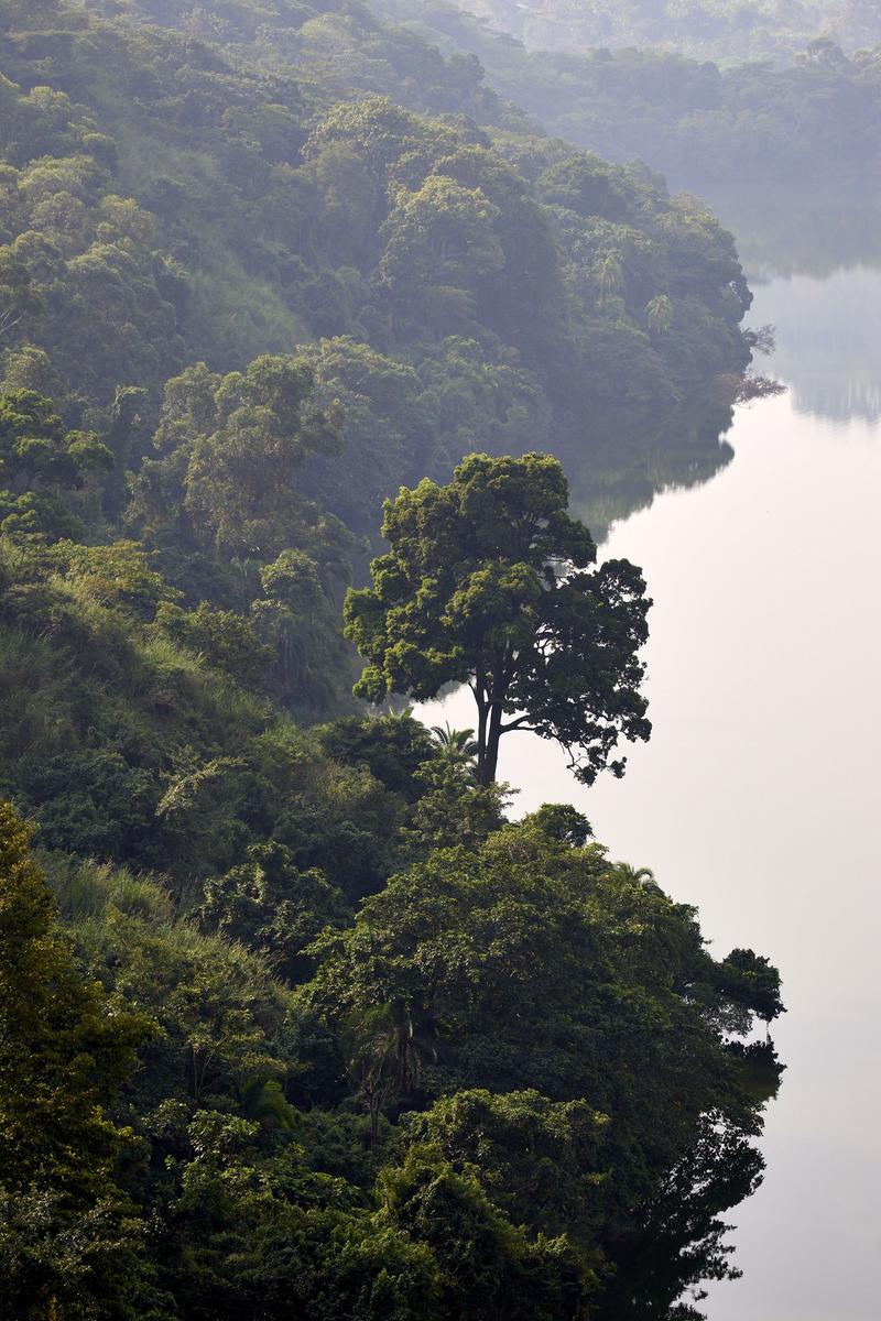 Single tree in front of layered hills, Uganda