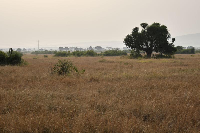 Euphorbia candelabrum, Uganda