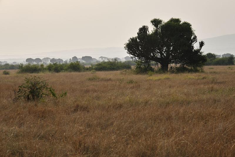 Euphorbia candelabrum, Uganda