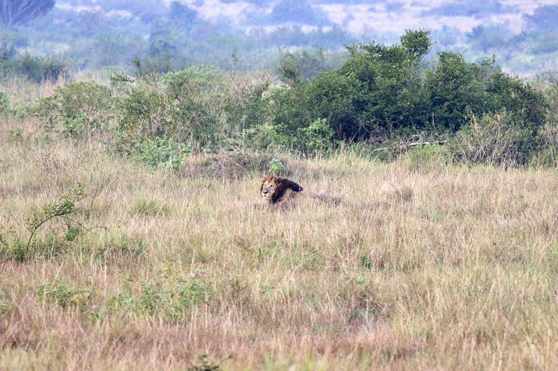 Lion laying in Queen Elizabeth National Park, Uganda