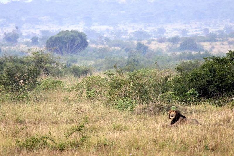 Lion laying in Queen Elizabeth National Park, Uganda