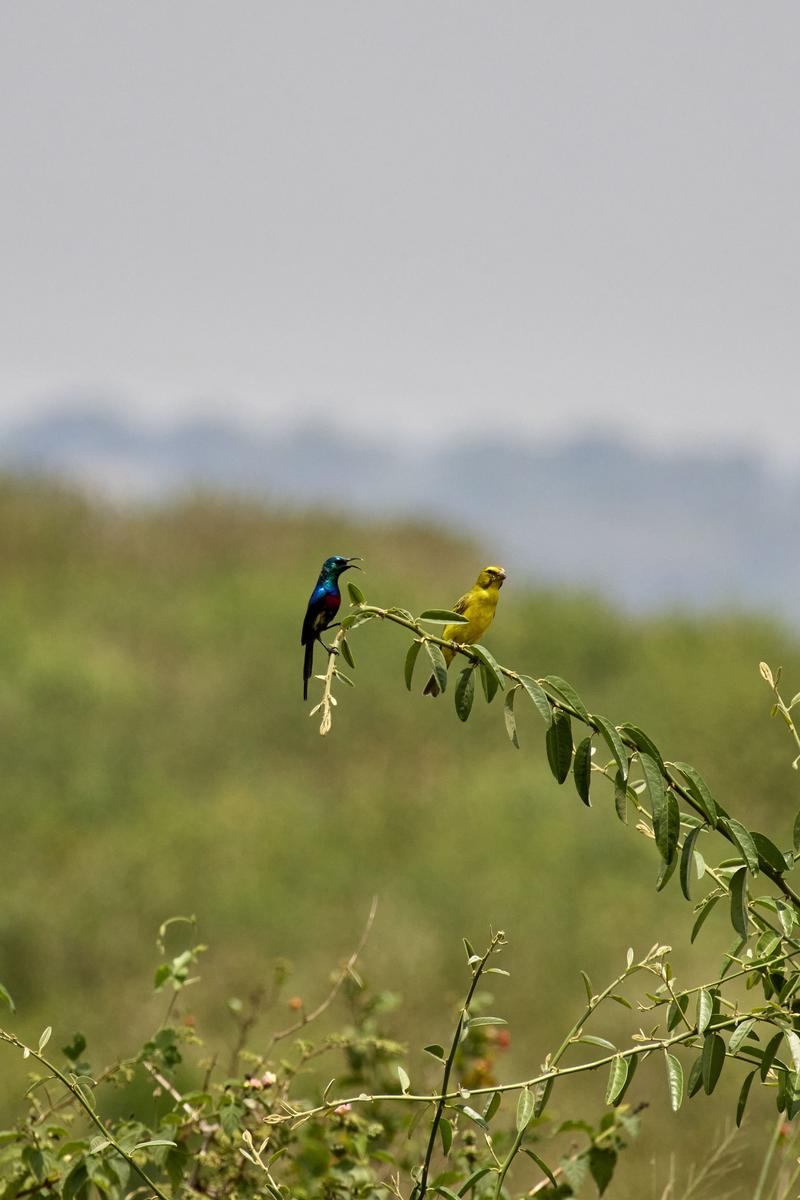 Violet-Breasted Sunbird and Brimstone Canary on a tree branch, Uganda