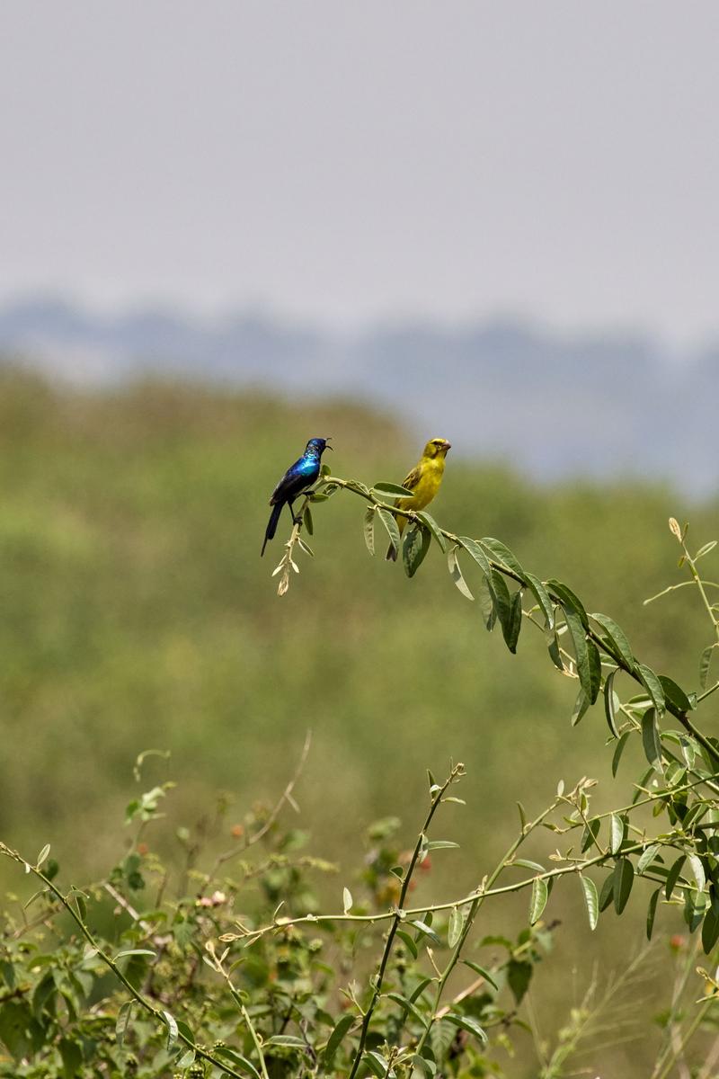 Violet-Breasted Sunbird and Brimstone Canary on a tree branch, Uganda