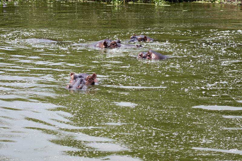 Hippos in water, Uganda