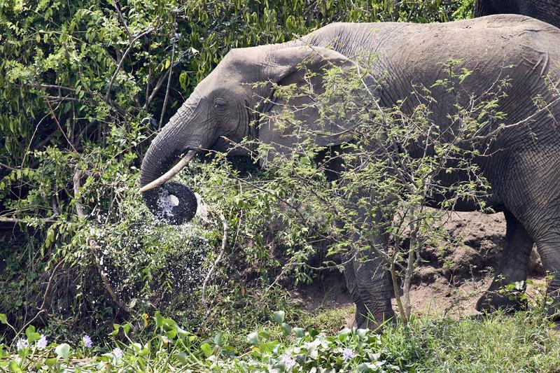 Elephant drinking water at the water's edge, Uganda