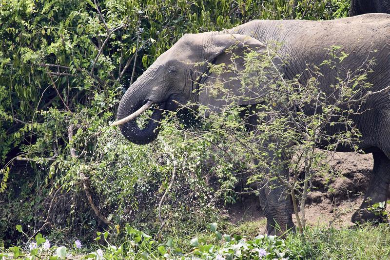 Elephant drinking water at the water's edge, Uganda