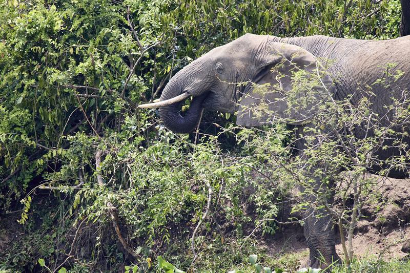 Elephant drinking water at the water's edge, Uganda