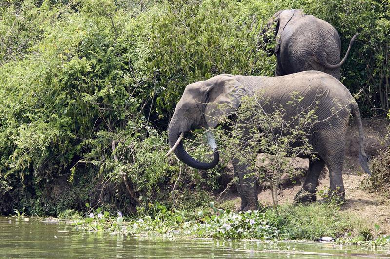 Elephant drinking water at the water's edge, Uganda