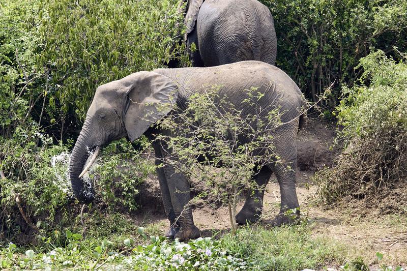 Elephant drinking water at the water's edge, Uganda