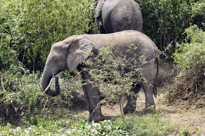 Elephant drinking water at the water's edge, Uganda