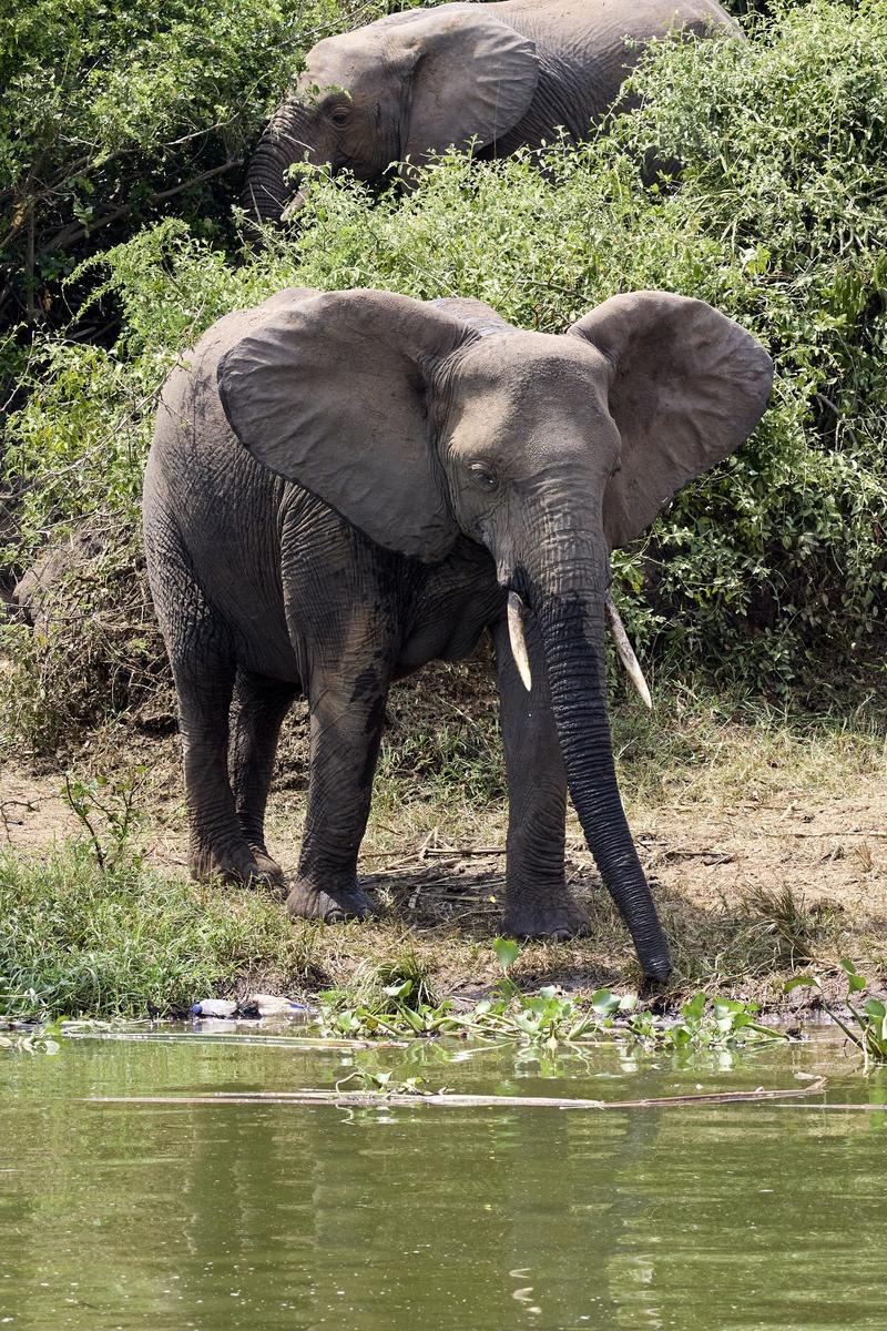 Elephant drinking water at the water's edge, Uganda