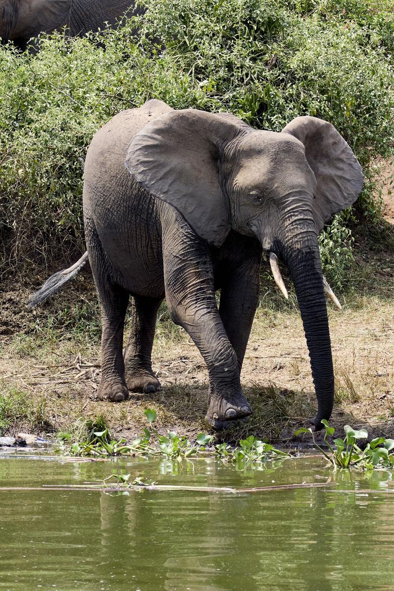 Elephant drinking water at the water's edge, Uganda