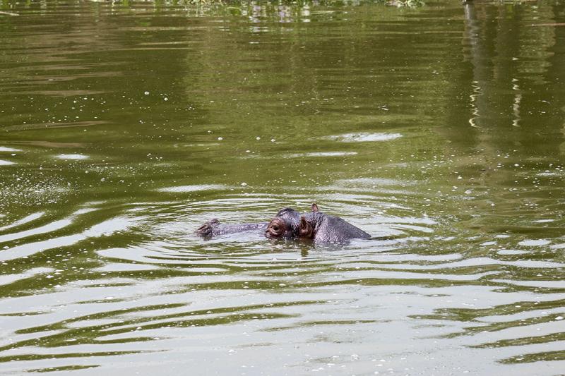 Hippo in water, Uganda