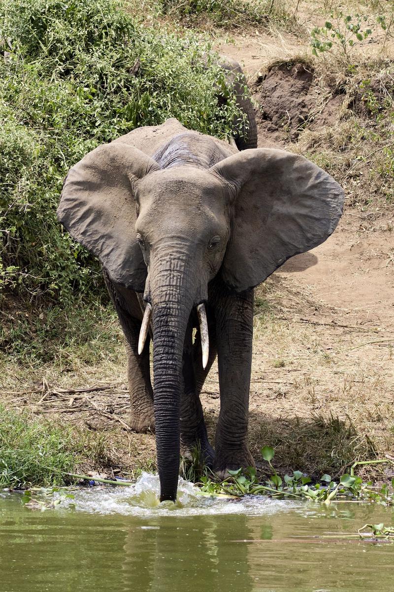 Elephant drinking water at the water's edge, Uganda