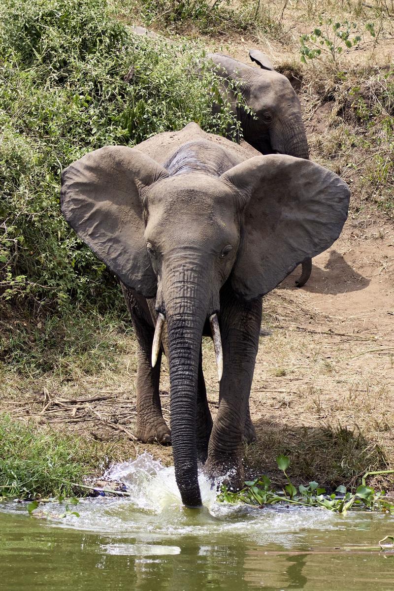 Elephants drinking water at the water's edge, Uganda