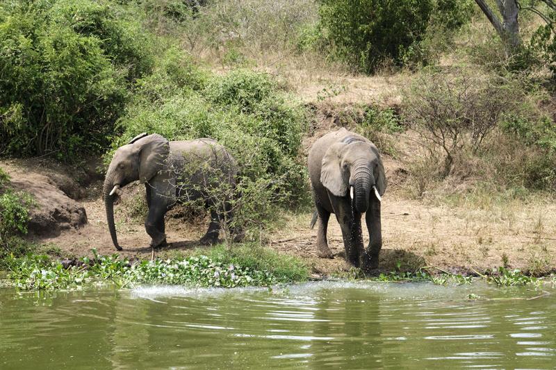 Elephants drinking water at the water's edge, Uganda