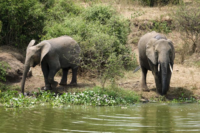 Elephants drinking water at the water's edge, Uganda