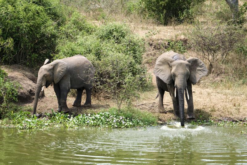 Elephants drinking water at the water's edge, Uganda