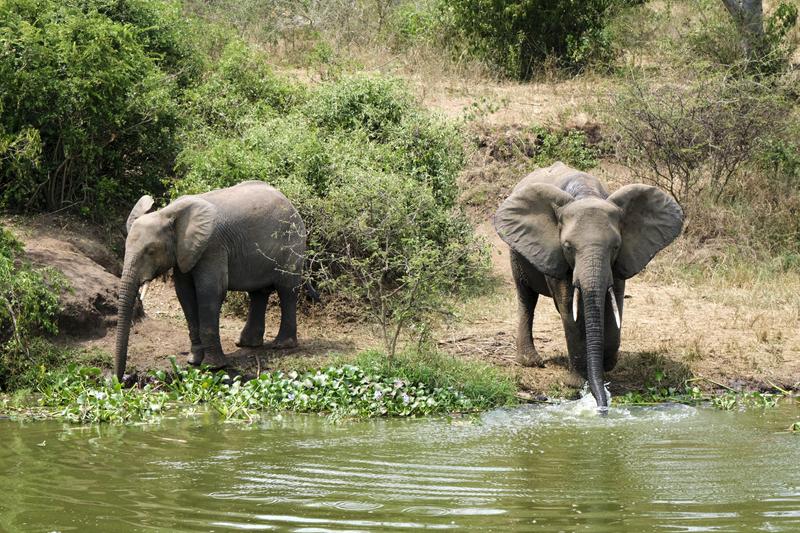 Elephants drinking water at the water's edge, Uganda