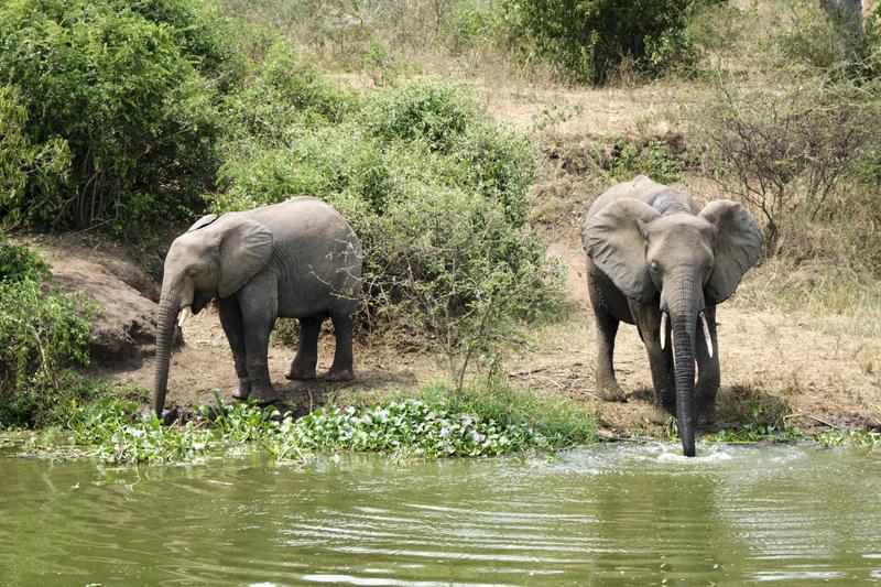 Elephants drinking water at the water's edge, Uganda