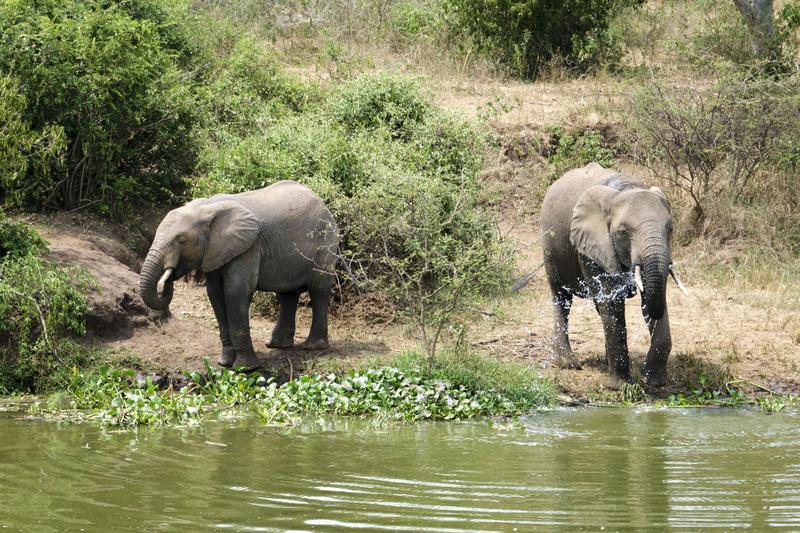 Elephants drinking water at the water's edge, Uganda