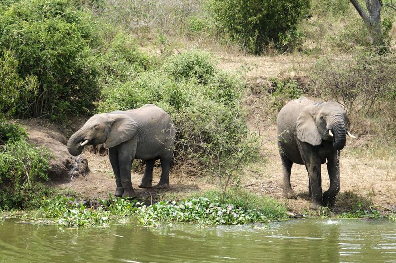 Elephants drinking water at the water's edge, Uganda