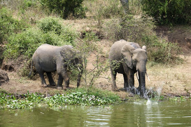 Elephants drinking water at the water's edge, Uganda