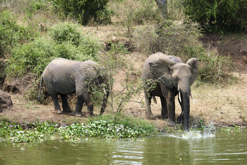 Elephants drinking water at the water's edge, Uganda