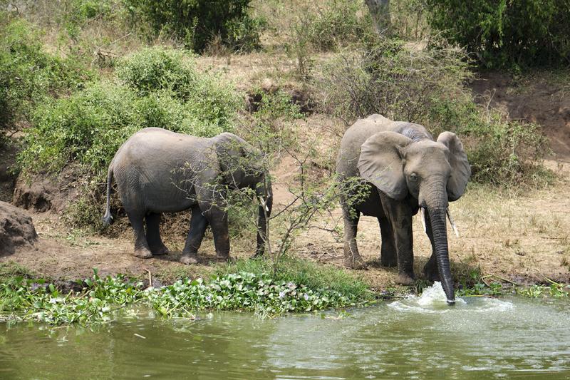 Elephants drinking water at the water's edge, Uganda